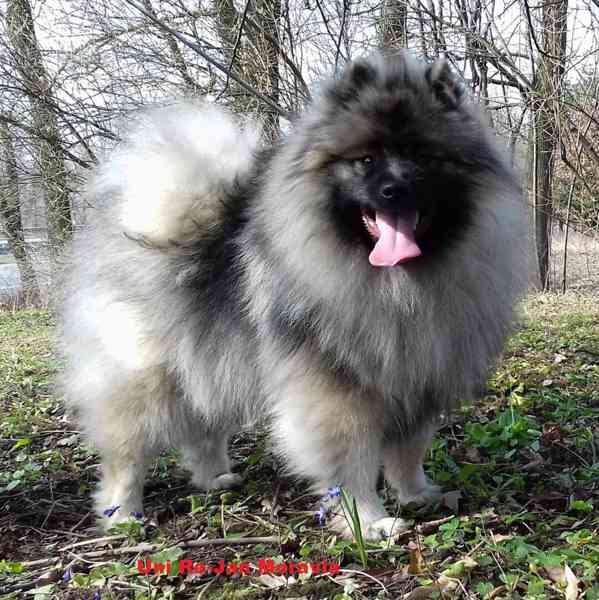 Německý špic vlčí / keeshond prodám štěňata s PP - foto 6