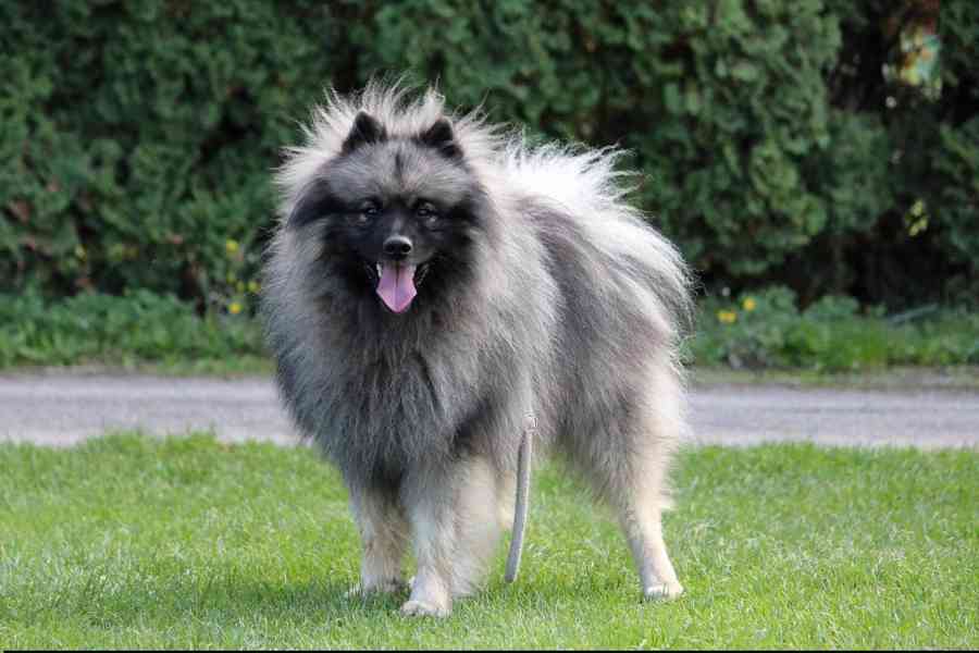 Německý špic vlčí / keeshond prodám štěňata s PP - foto 8