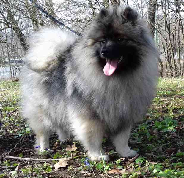 Německý špic vlčí / keeshond prodám štěňata s PP - foto 4
