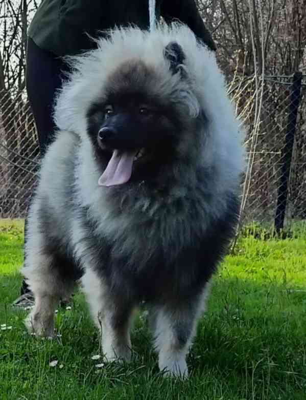 Německý špic vlčí / keeshond prodám štěňata s PP - foto 15