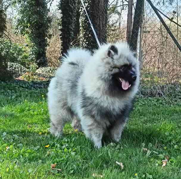 Německý špic vlčí / keeshond prodám štěňata s PP - foto 12