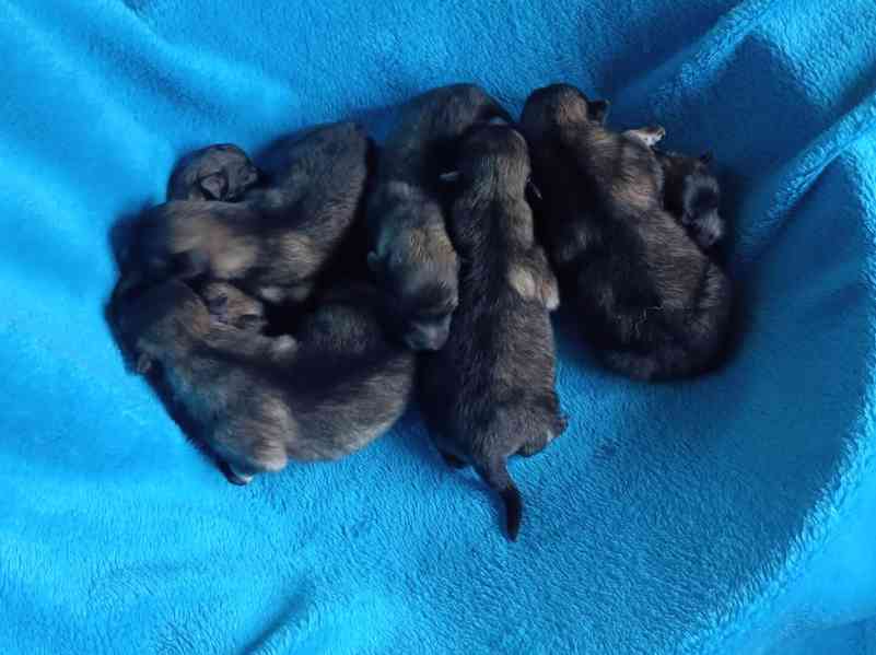 Německý špic vlčí / keeshond prodám štěňata s PP - foto 10