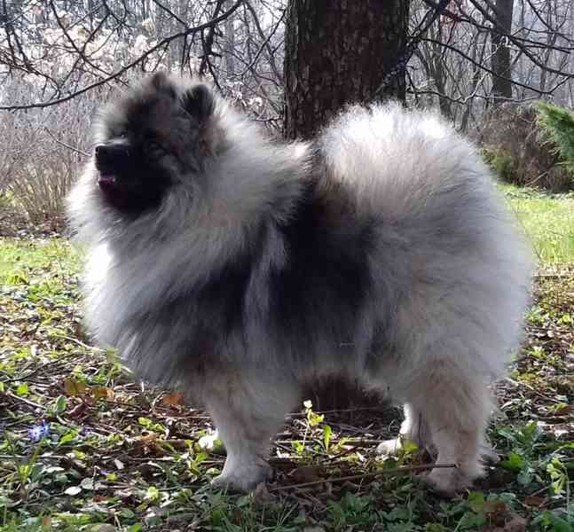 Německý špic vlčí / keeshond prodám štěňata s PP - foto 5