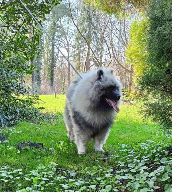 Německý špic vlčí / keeshond prodám štěňata s PP - foto 11