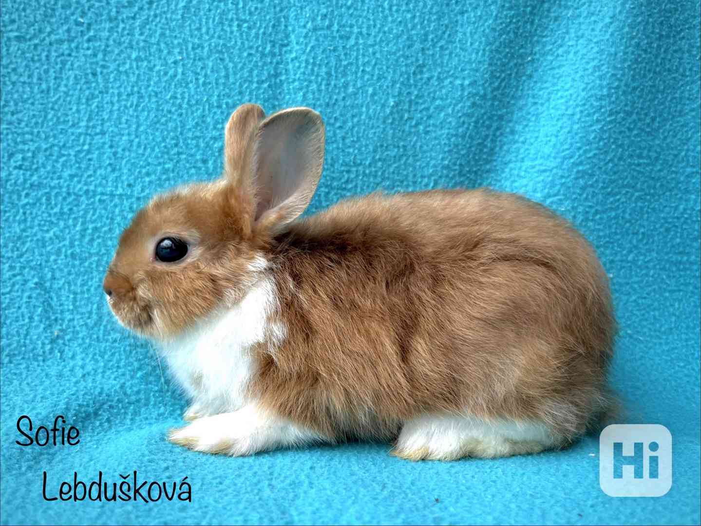 ZAKRSLÍ SATÉNOVÍ KRÁLÍČCI S PP/VP PRAHA - foto 1
