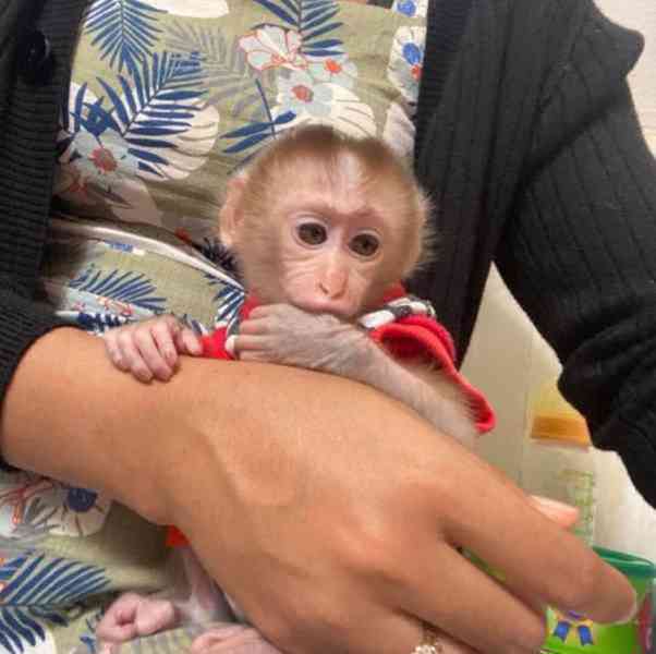 Výcvik kapucínských opic k adopci - foto 1