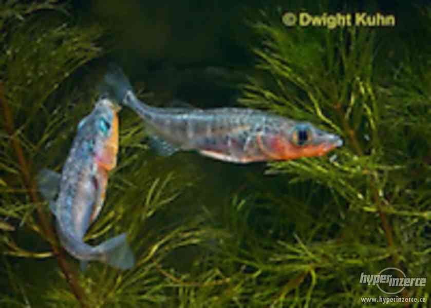 Koljuška tříostná - Gasterosteus aculeatus - foto 1