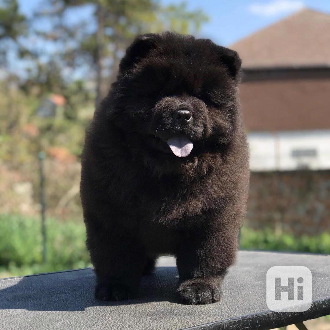 Štěňata čau-čau - foto 1