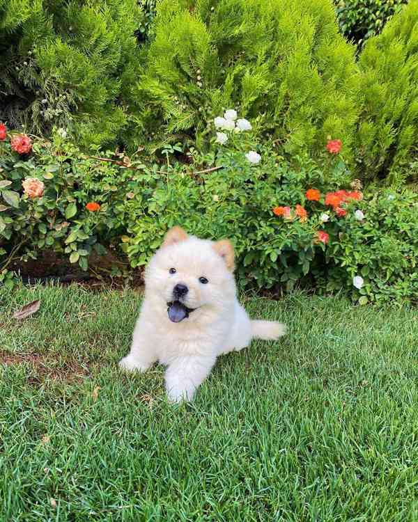 Štěňata čau-čau - foto 6