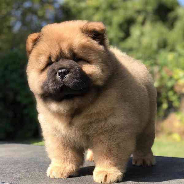 Štěňata čau-čau - foto 3