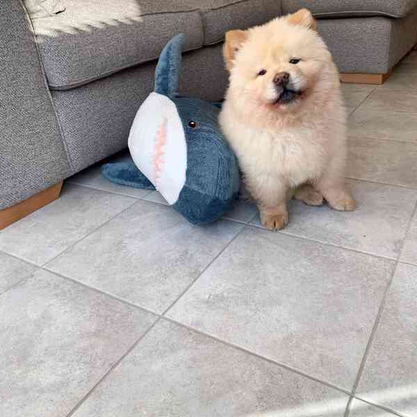 Štěňata čau-čau - foto 4