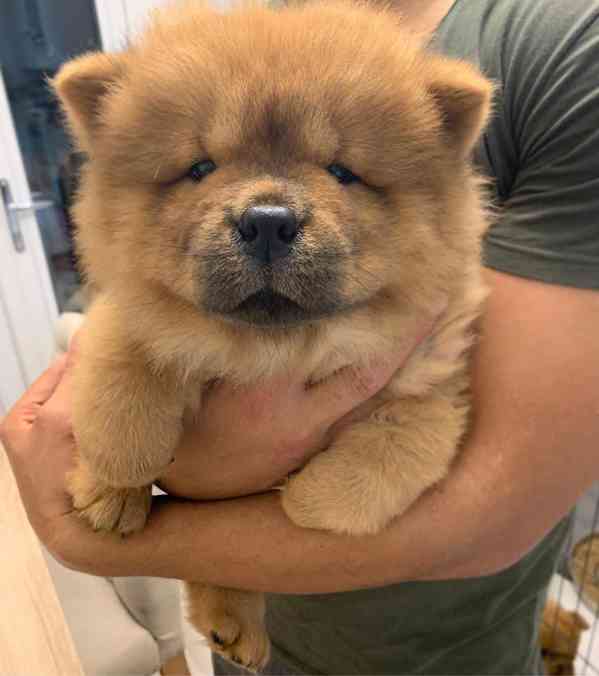 Štěňata čau-čau - foto 8