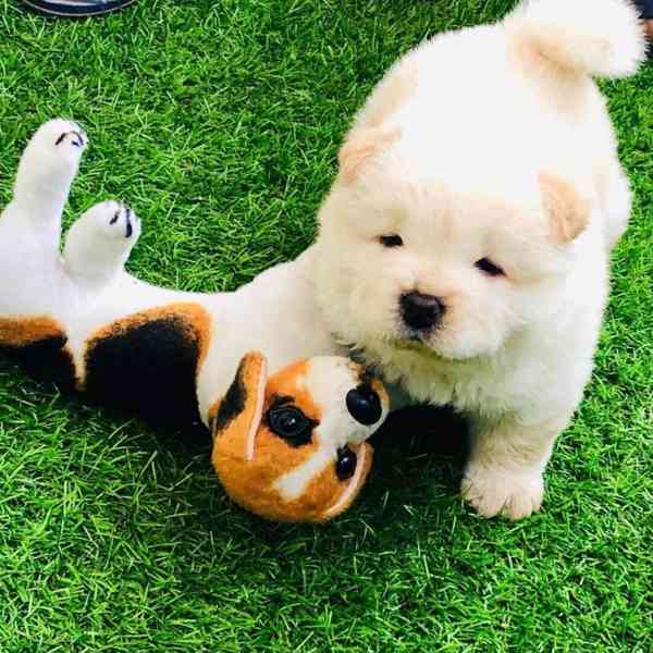 Štěňata čau-čau - foto 5