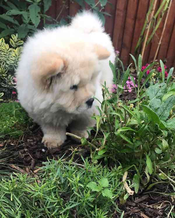 Štěňata čau-čau - foto 2