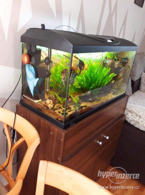Akvarium - foto 1