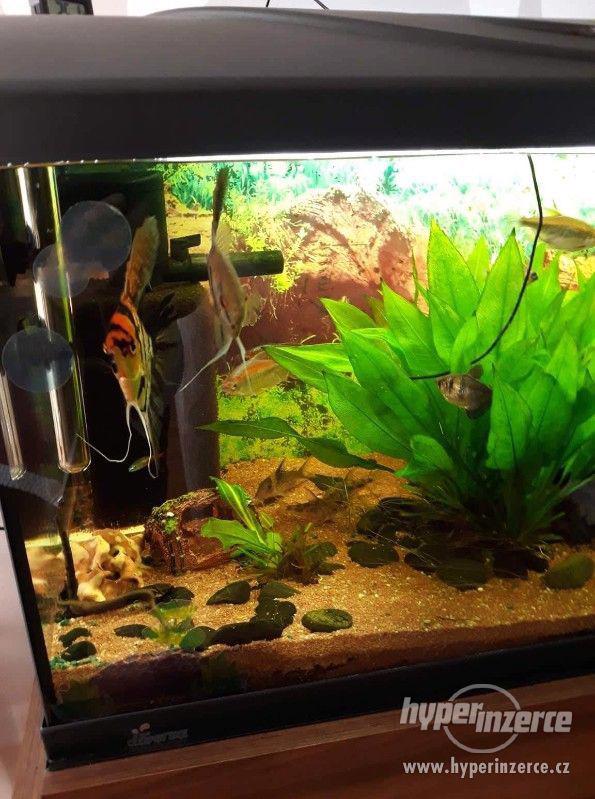 Akvarium - foto 3