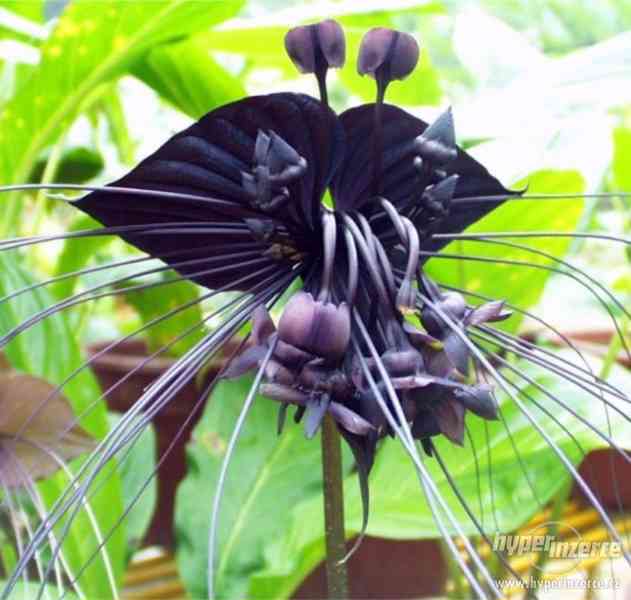 Orchidej Black Tiger - semena 30 ks - foto 1
