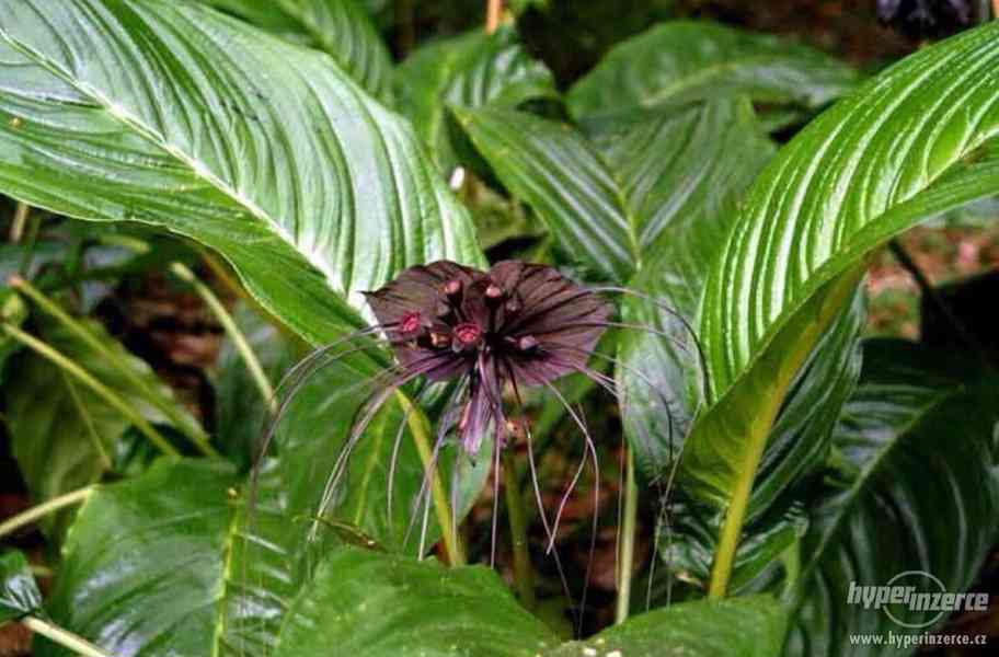 Orchidej Black Tiger - semena 30 ks - foto 2