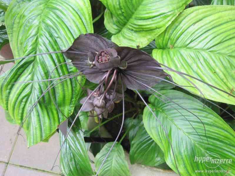 Orchidej Black Tiger - semena 30 ks - foto 3