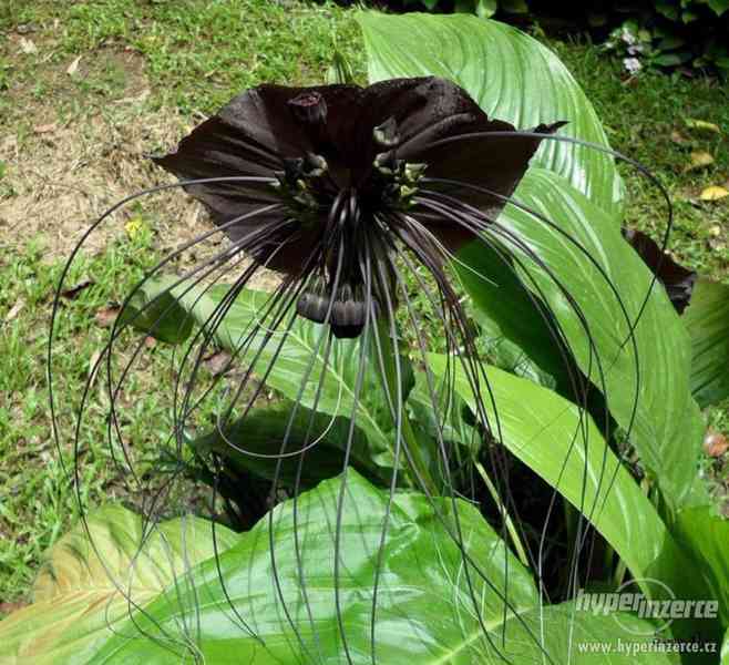 Orchidej Black Tiger - semena 30 ks - foto 4