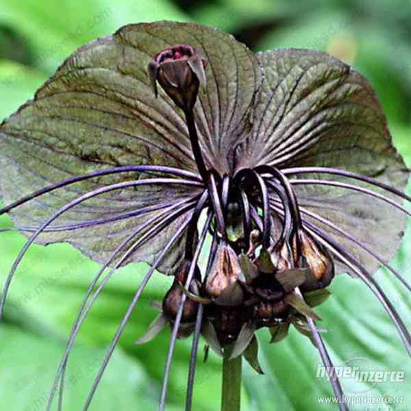 Orchidej Black Tiger - semena 30 ks - foto 5
