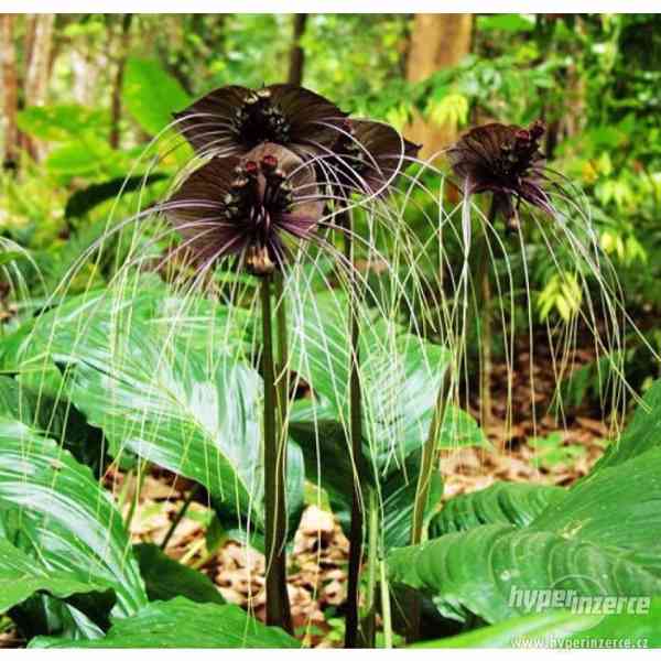 Orchidej Black Tiger - semena 30 ks - foto 6