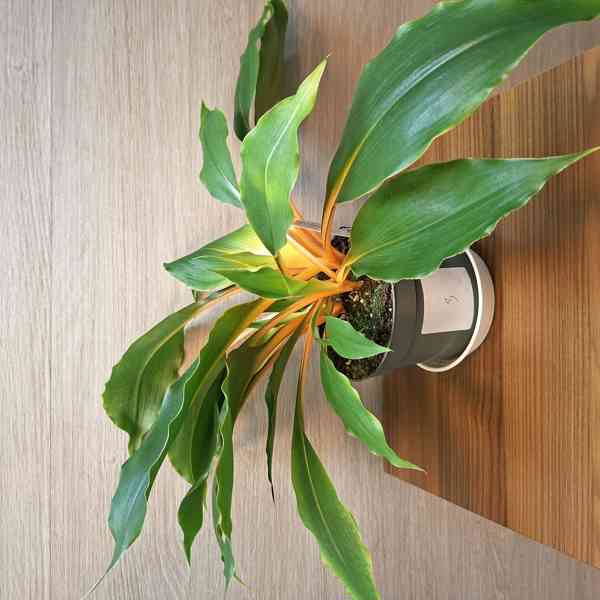 Chlorophytum Orchidastrum Green Orange - foto 3