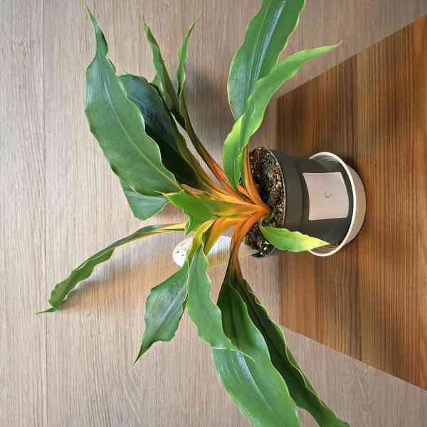 Chlorophytum Orchidastrum Green Orange - foto 5