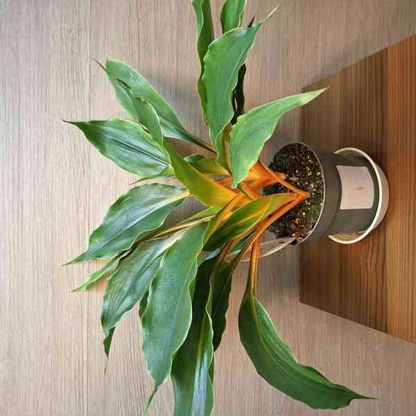 Chlorophytum Orchidastrum Green Orange - foto 4
