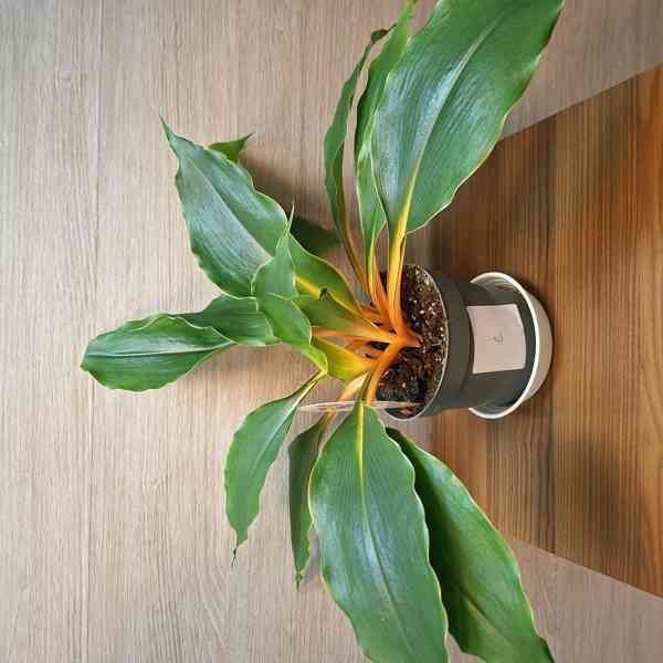 Chlorophytum Orchidastrum Green Orange - foto 2