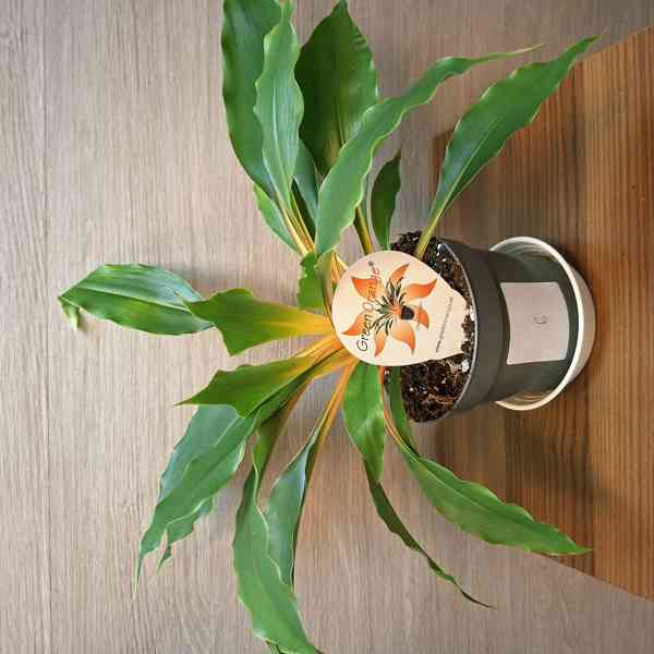 Chlorophytum Orchidastrum Green Orange - foto 6