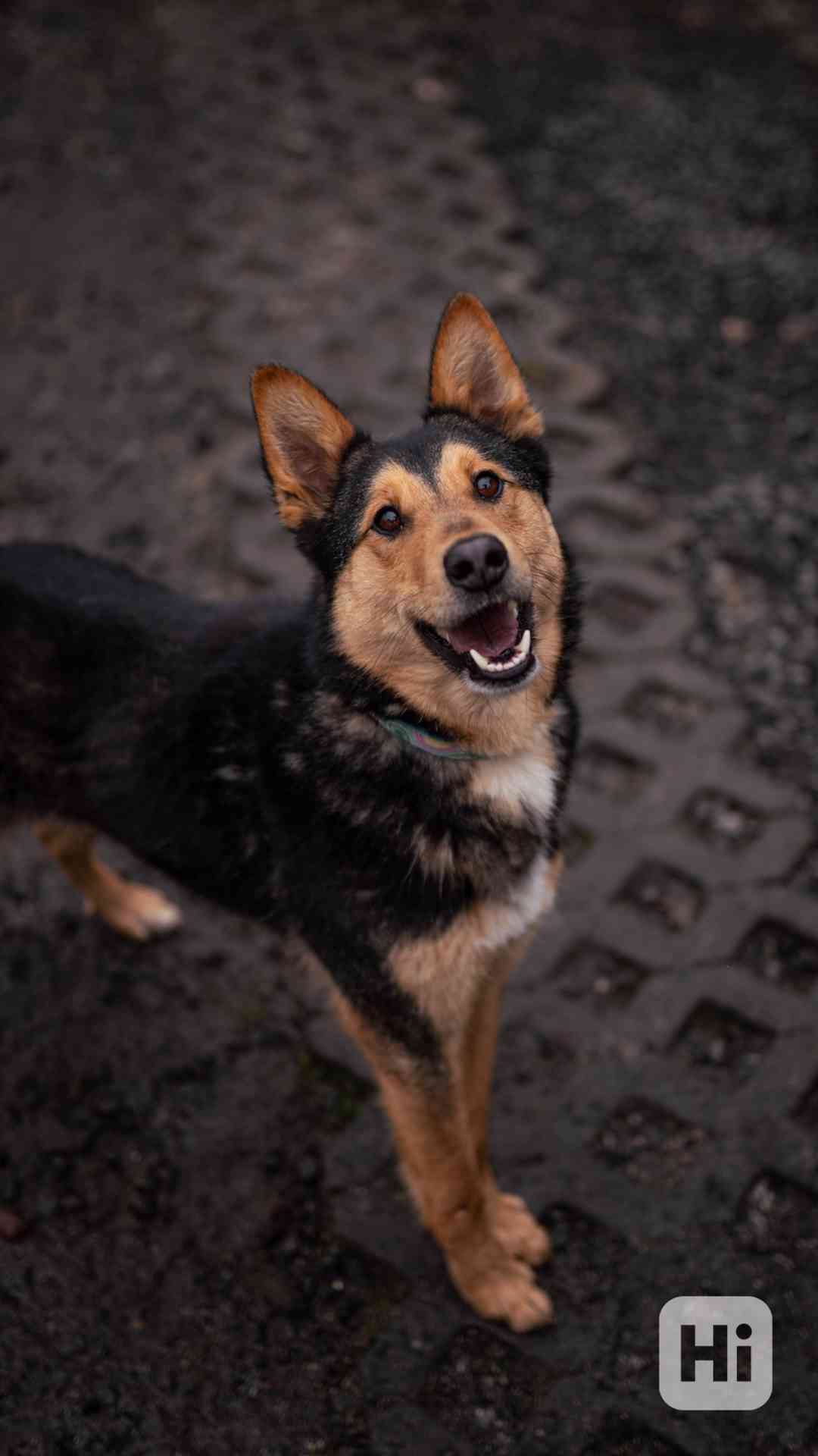 Onyx - hodný aktivní kluk, x ovčák, cca 2 roky - foto 1