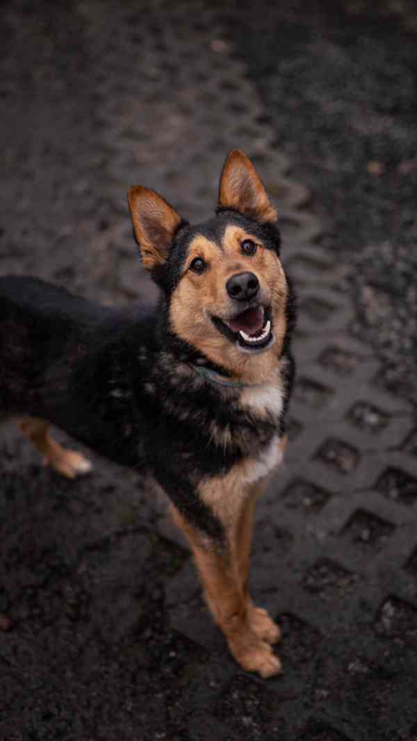 Onyx - hodný aktivní kluk, x ovčák, cca 2 roky - foto 1