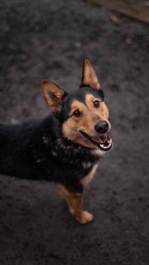 Onyx - hodný aktivní kluk, x ovčák, cca 2 roky - foto 4