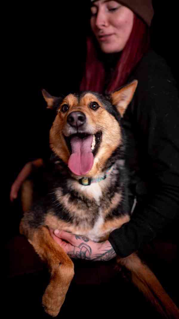 Onyx - hodný aktivní kluk, x ovčák, cca 2 roky - foto 9