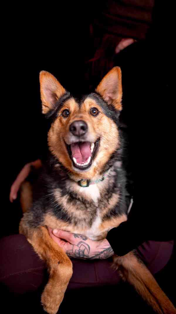 Onyx - hodný aktivní kluk, x ovčák, cca 2 roky - foto 8