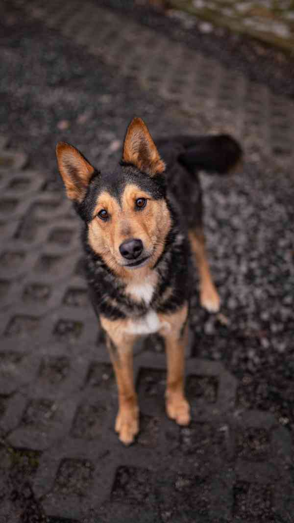 Onyx - hodný aktivní kluk, x ovčák, cca 2 roky - foto 2