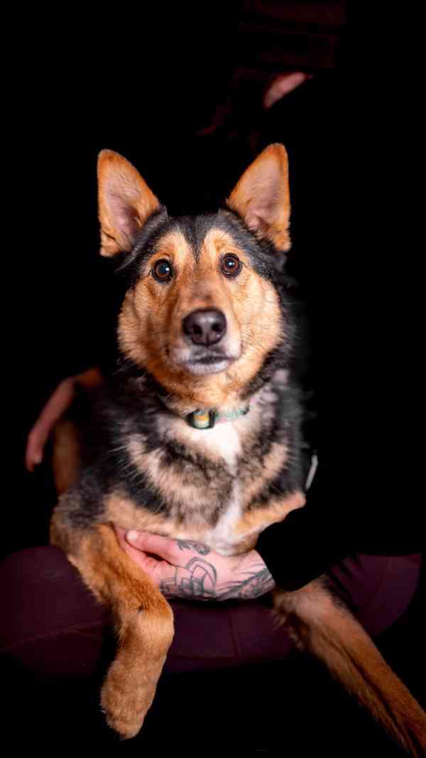 Onyx - hodný aktivní kluk, x ovčák, cca 2 roky - foto 7