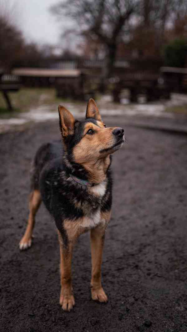 Onyx - hodný aktivní kluk, x ovčák, cca 2 roky - foto 5