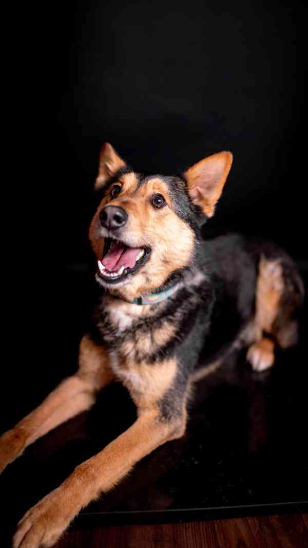 Onyx - hodný aktivní kluk, x ovčák, cca 2 roky - foto 6