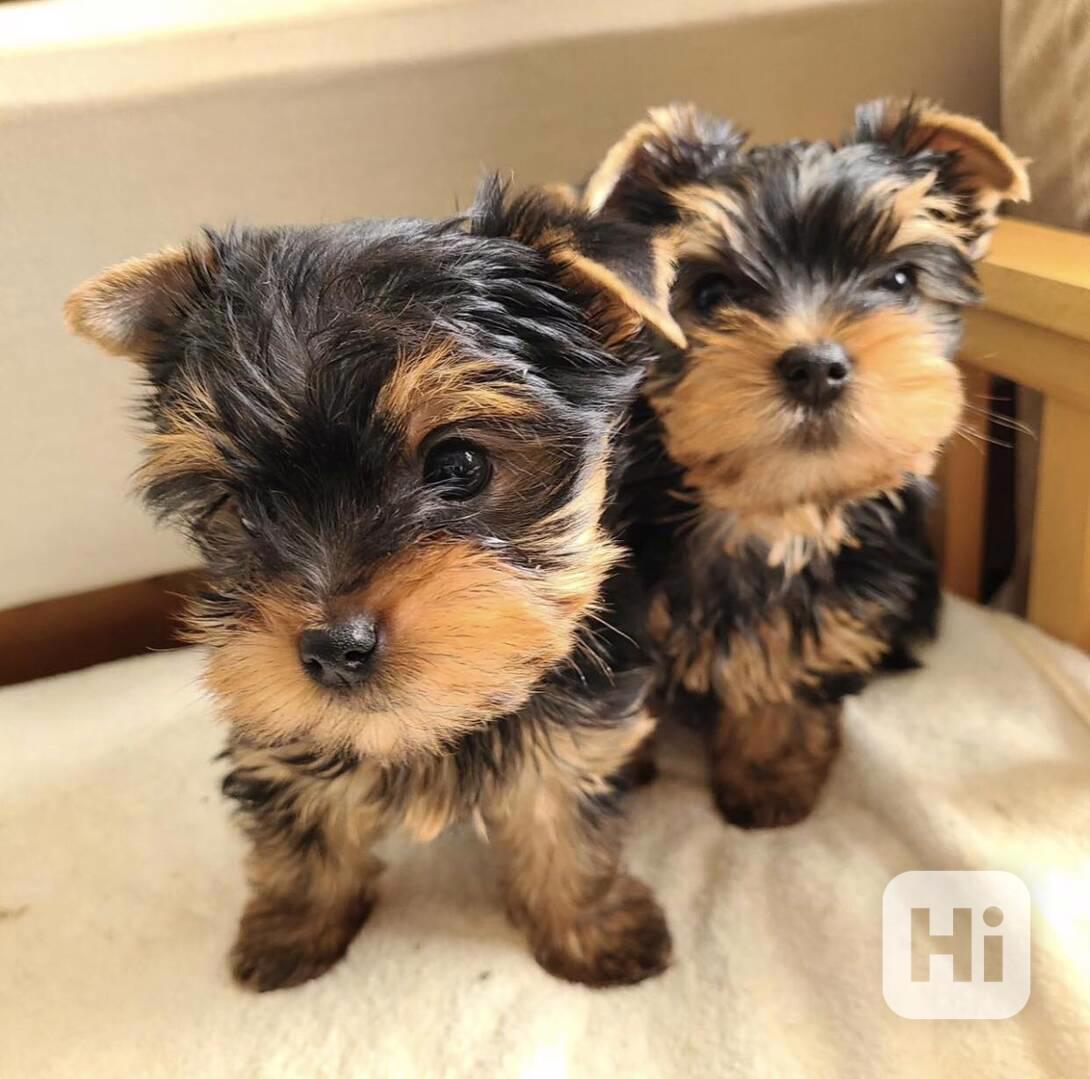Nádherná štěňata jorkšírského teriéra - foto 1