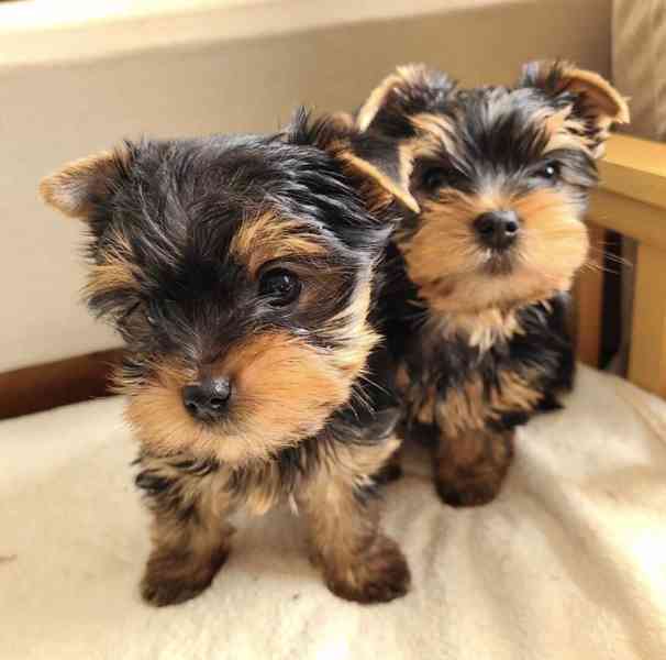 Nádherná štěňata jorkšírského teriéra - foto 1