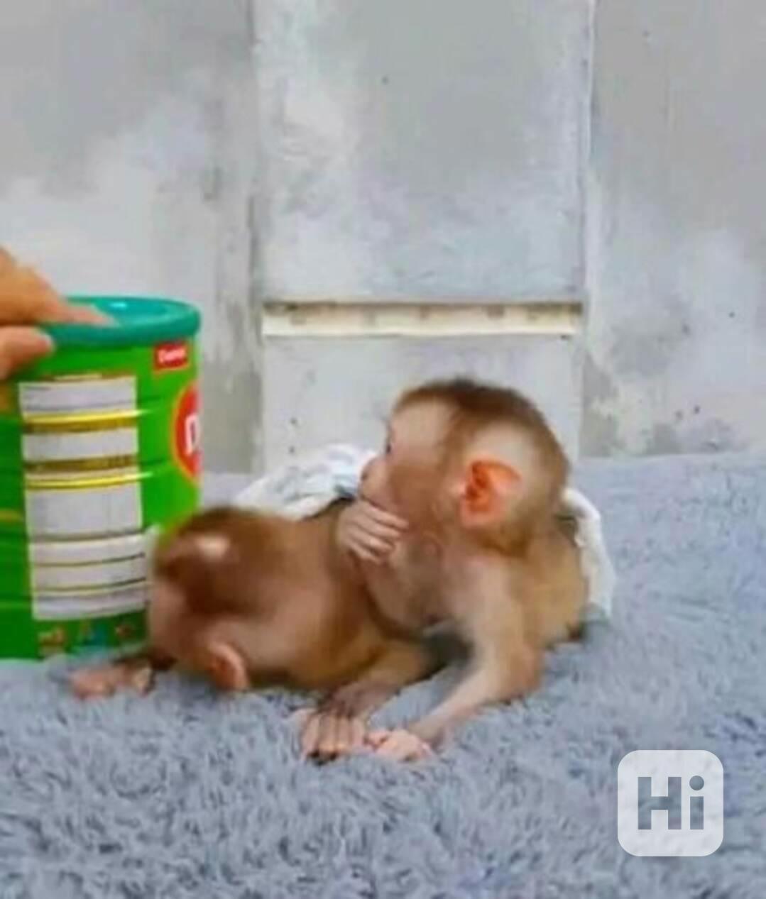 Zdravé kapucínské opice - foto 1