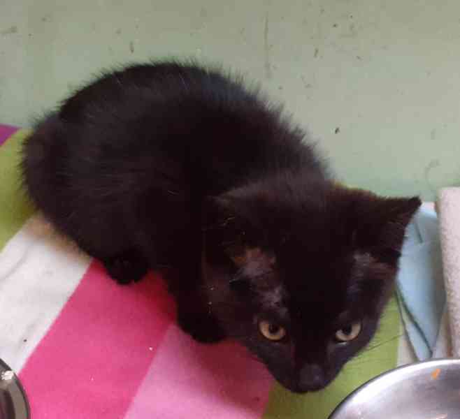 Hravý, hodný, šikovný 3,5měsíční černý Davídek  - foto 2