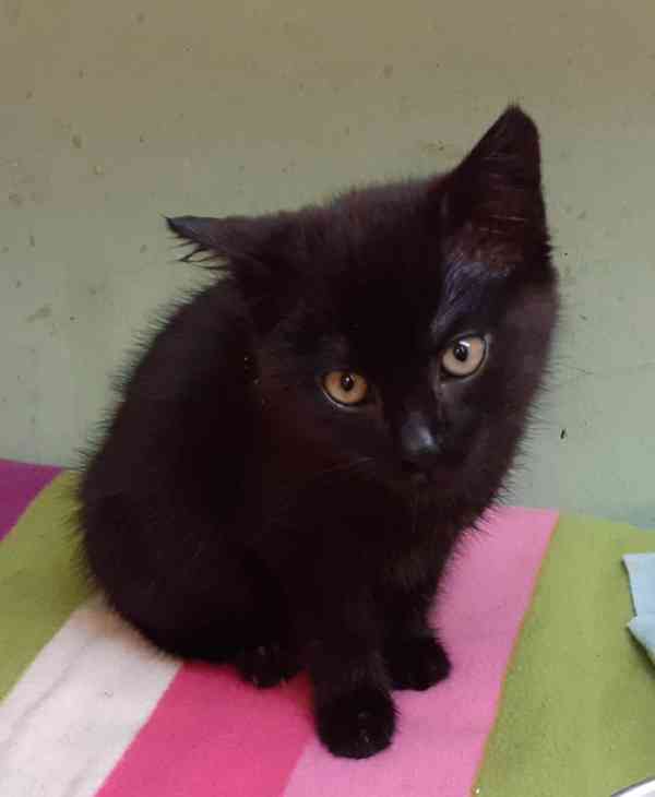 Hravý, hodný, šikovný 3,5měsíční černý Davídek  - foto 1