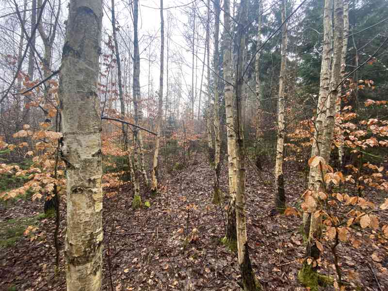 Lesní pozemek Buršice - foto 6