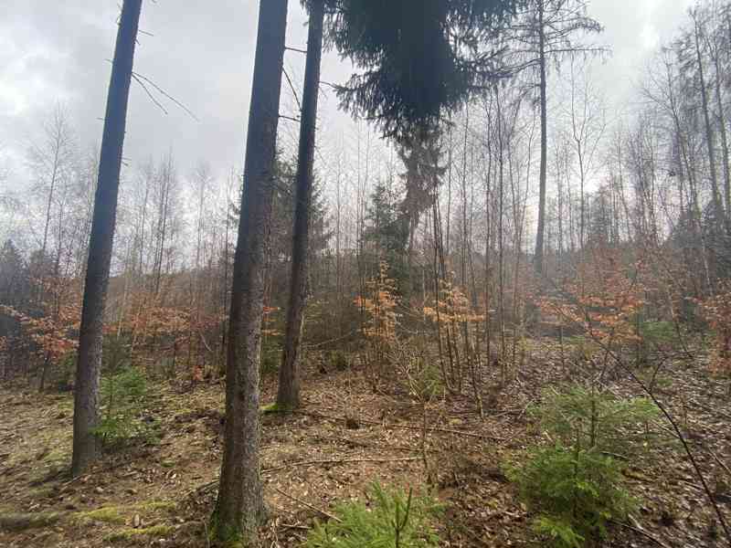 Lesní pozemek Buršice - foto 8