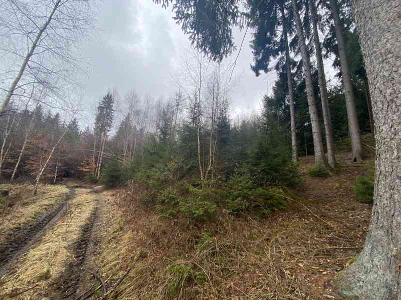 Lesní pozemek Buršice - foto 4