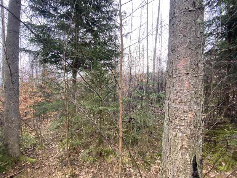 Lesní pozemek Buršice - foto 7
