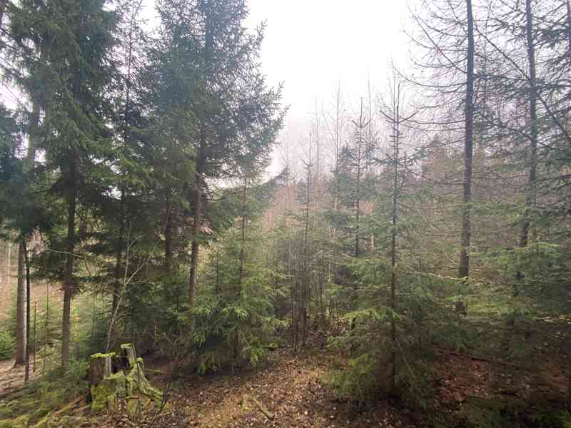 Lesní pozemek Buršice - foto 2